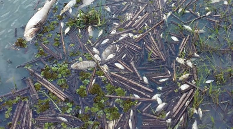 Batalhão Ambiental investiga mortandade de peixes em lagoa de Osório