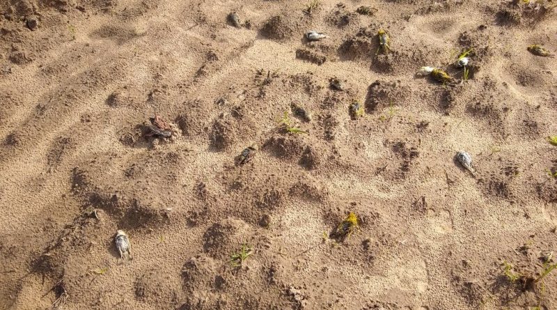Mais de 250 aves silvestres são encontradas mortas em lavoura de Palmares do Sul