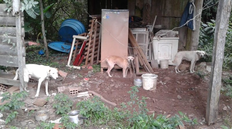 Cães em situação de maus-tratos são recolhidos e estão para adoção em Itati