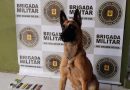 Cães de faro flagram homem com drogas na rodoviária de Capão da Canoa