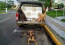 Cães de faro localizam drogas dentro de malas na rodoviária de Osório
