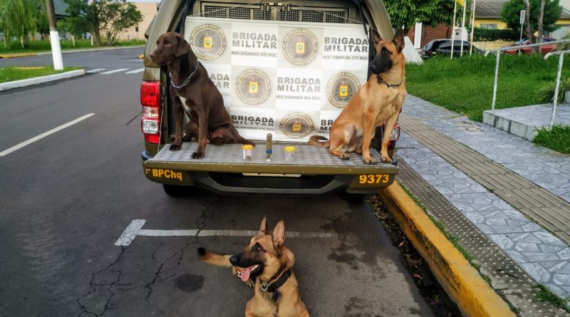 Cães de faro localizam drogas dentro de malas na rodoviária de Osório