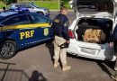 Traficante é preso 21kg de maconha em Osório