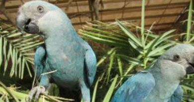Ararinhas-azuis chegam ao Brasil nesta terça-feira
