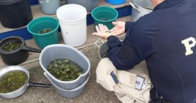 PRF apreende quase 2 mil filhotes de tartarugas na BR-101