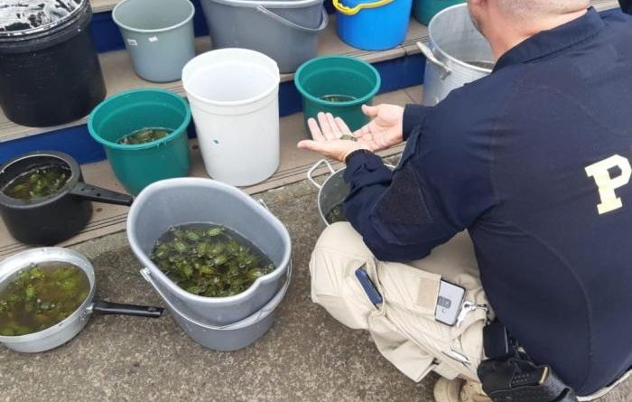 PRF apreende quase 2 mil filhotes de tartarugas na BR-101
