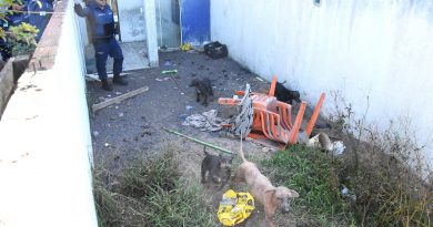 Cães vítimas de maus tratos são resgatados no centro de Imbé