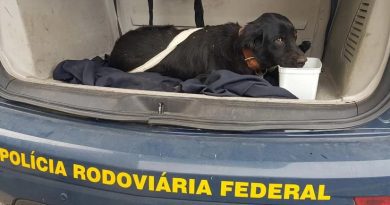 Cachorro abandonado é resgatado na freeway