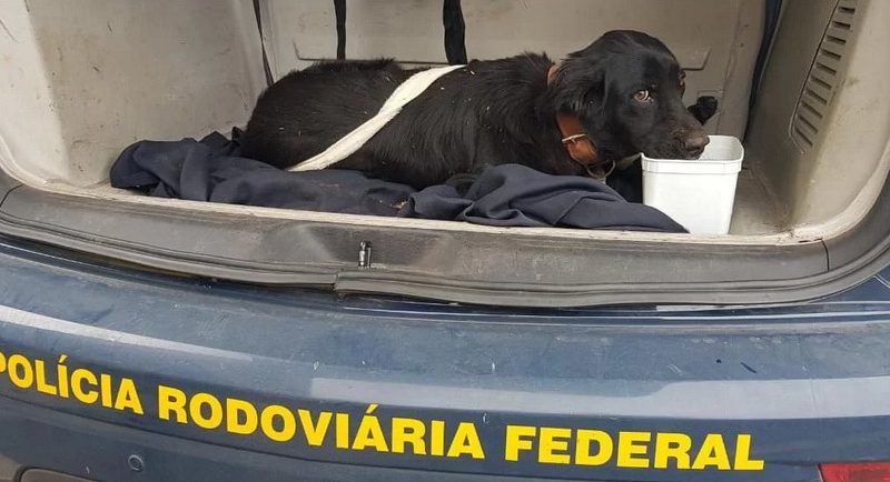 Cachorro abandonado é resgatado na freeway