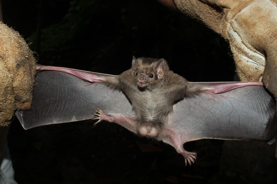 RS tem primeiro registro da história de espécie de morcego que se alimenta de sangue