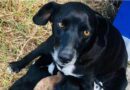 Cachorra que amamentava filhotes é encontrada morta com sinais de violência, em Imbé
