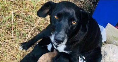 Cachorra que amamentava filhotes é encontrada morta com sinais de violência, em Imbé
