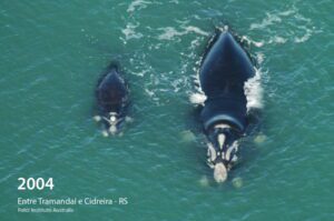 Baleia conhecida há 27 anos volta a visitar o litoral gaúcho