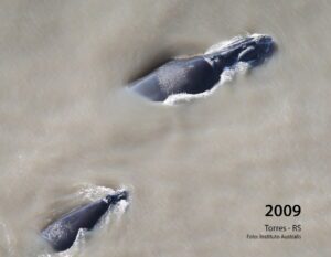 Baleia conhecida há 27 anos volta a visitar o litoral gaúcho