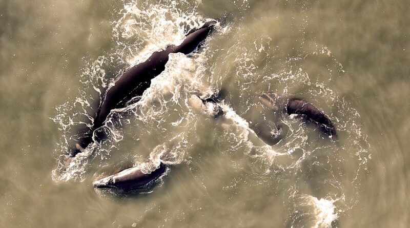 Filhotes de baleia-franca são avistados no Litoral Gaúcho