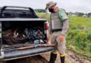 Caçadores são presos em flagrante em Capivari do Sul