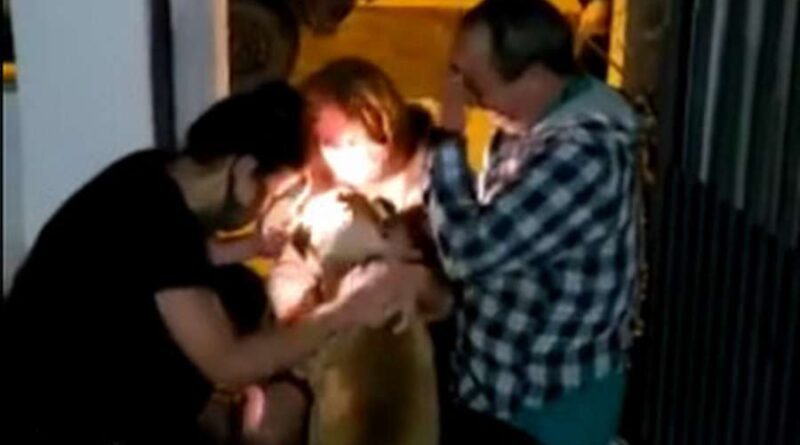 Cão roubado no Litoral é encontrado em outro estado após um ano (vídeo)