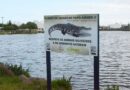 Prefeitura alerta para presença de jacaré em lago de Imbé