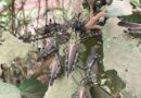 Agricultura divulga novo relatório de monitoramento de surto de gafanhotos no RS