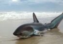 Tubarão encalha no Litoral Norte