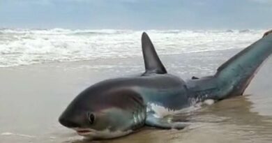 Tubarão encalha no Litoral Norte