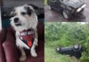 Encontrado cãozinho que desapareceu após acidente na freeway