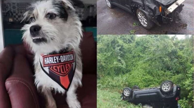 Encontrado cãozinho que desapareceu após acidente na freeway