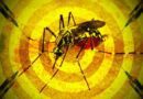 Infestação do Aedes aegypti e baixa cobertura vacinal da febre amarela causam preocupação no RS