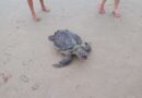 Tartaruga é encontrada morta na beira mar