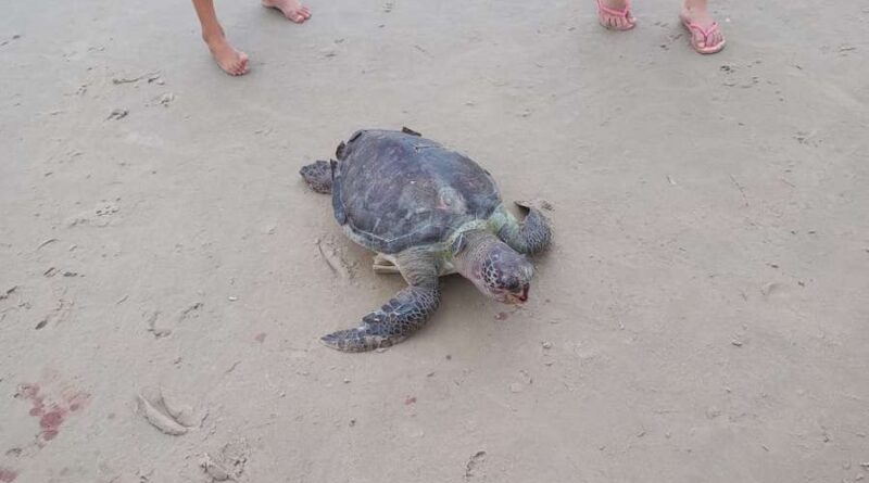 Tartaruga é encontrada morta na beira mar