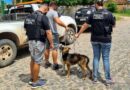 Cães em grave situação de maus tratos são resgatados em Osório