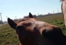 Furtado: família busca por cavalo que auxiliava tratamento de menino autista no litoral