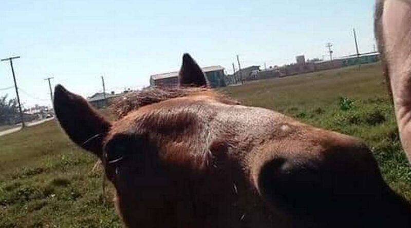 Furtado: família busca por cavalo que auxiliava tratamento de menino autista no litoral
