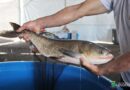Comercialização de pescado muda com a pandemia: veja como comprar em Osório