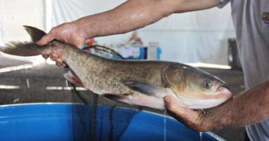 Comercialização de pescado muda com a pandemia: veja como comprar em Osório