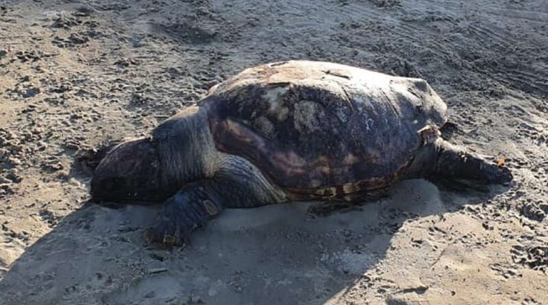Tartaruga morre próxima a rede de pesca em Imbé