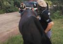 Cavalo avaliado em R$ 5 mil é recuperado em Osório
