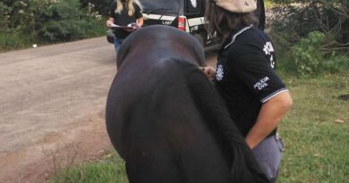 Cavalo avaliado em R$ 5 mil é recuperado em Osório
