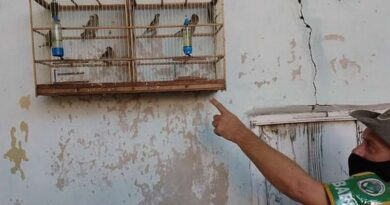 Patram recolhe 11 pássaros em cativeiro em Osório