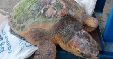 Tartaruga é resgatada na beira mar