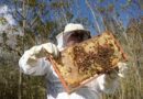 Inseticida fipronil é encontrado em 77% de amostras de colmeias com mortandade de abelhas no RS