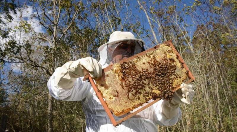 Inseticida fipronil é encontrado em 77% de amostras de colmeias com mortandade de abelhas no RS