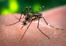 Cepa da dengue mais disseminada no mundo é encontrada pela 1ª vez no Brasil