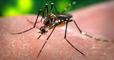 RS emite alerta epidemiológico para situação crítica de dengue