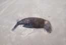 Lobo marinho é encontrado morto na beira mar