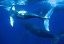 Encalhe de baleias jubarte é recorde no primeiro semestre