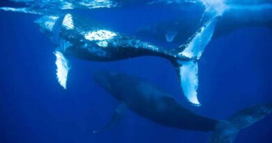 Encalhe de baleias jubarte é recorde no primeiro semestre