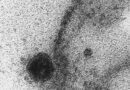 Teste mostra que coquetel de anticorpos funciona contra Ômicron