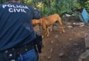 Homem é preso por maus tratos a cães em Osório