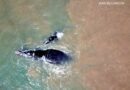 Mamãe baleia apresenta o mar ao filhote no litoral gaúcho